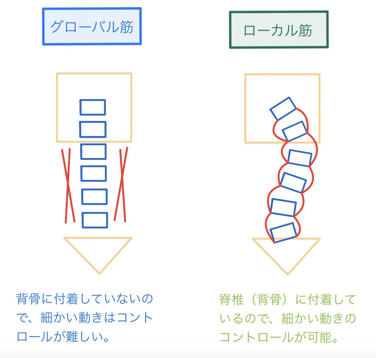 《アスリート・モデル必見！！姿勢に重要な○○筋／カイロプラクター　理学療法士　外山恭平》