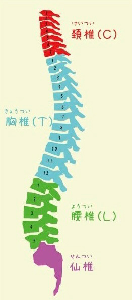 背骨が大きく4つに分かれていることは知っていますか？？