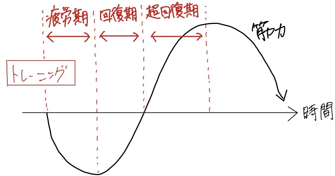 《どうして筋肉は大きくなったり小さくなったりするの？／外山恭平》
